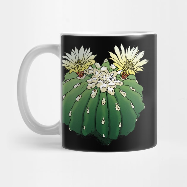 Ferocactus by Agacactus by AgaCactus